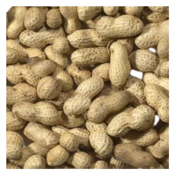 Peanuts In Shells Monkey Nuts 1 Kg Pound Veg peanuts-in-shells-monkey-nuts-1-kg-pound-veg