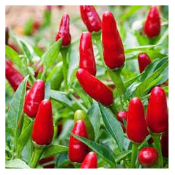Fresh Red Bird's Eye Chilli 500 gm