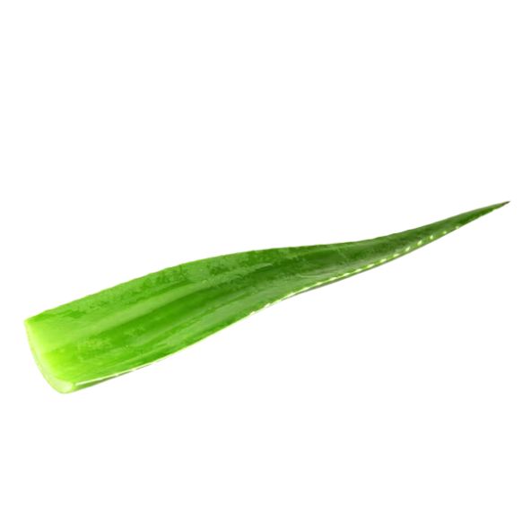 Aloe Vera Leaf Fresh (single)