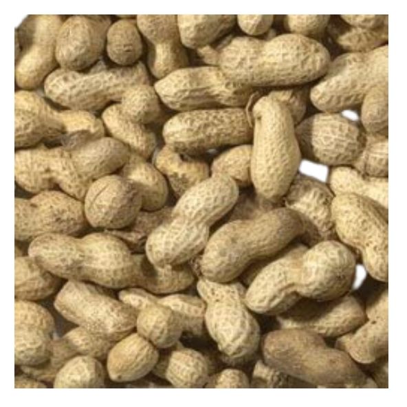 Peanuts in Shells Monkey Nuts 1 Kg